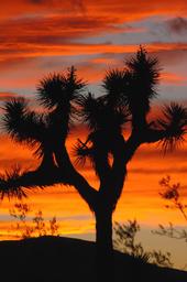 Antelope Valley